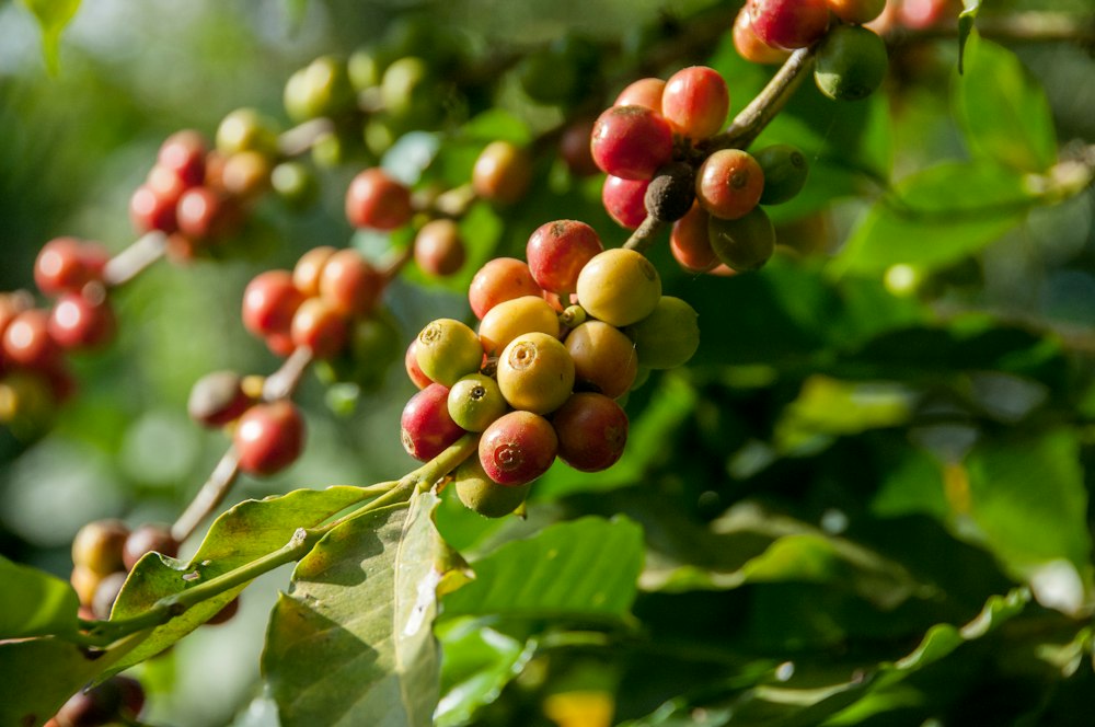 Ripe coffee cherries growing on a branch