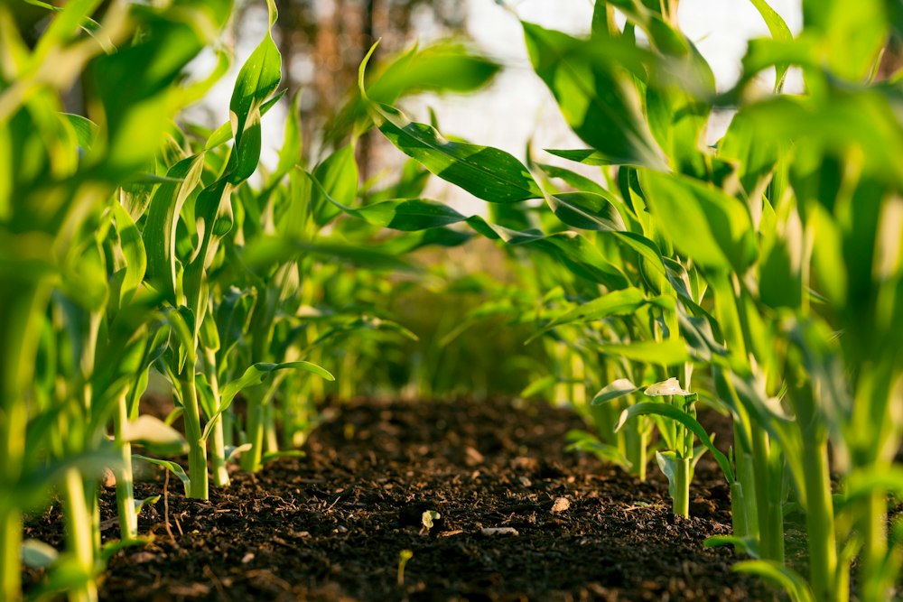 Young crops growing in neat rows
