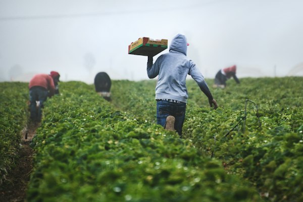 Farmers harvesting in a green field